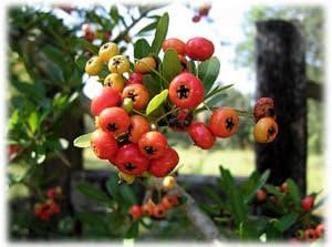 100pcs Red Firethorn Fruit Seeds - Hardy and Vibrant for Your Garden 100 pcs